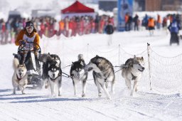 Lenk 2013
